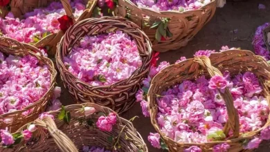 گلاب گیری کاشان ۱۴۰۵