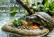 به لاک‌ پشت چه غذایی بدهیم؟