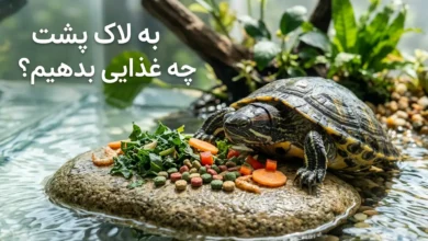 به لاک‌ پشت چه غذایی بدهیم؟