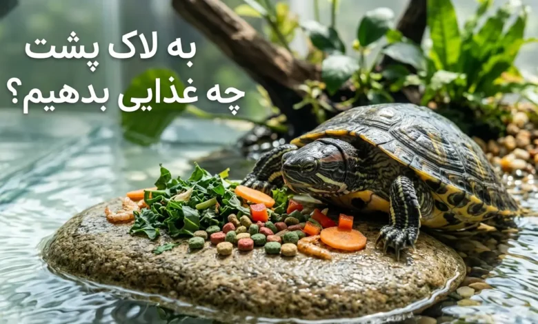 به لاک‌ پشت چه غذایی بدهیم؟