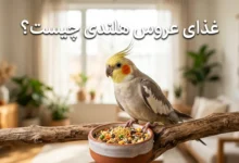 غذای عروس هلندی