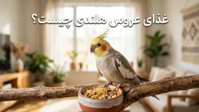 غذای عروس هلندی