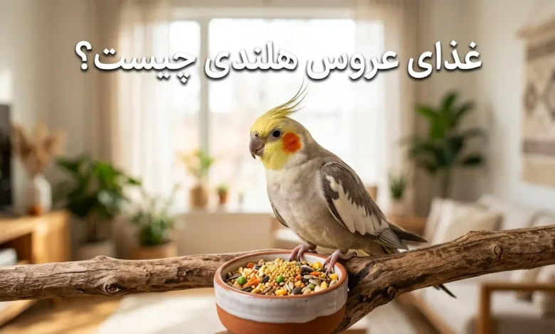 غذای عروس هلندی