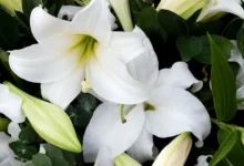 گل لیلیوم نماد چیست