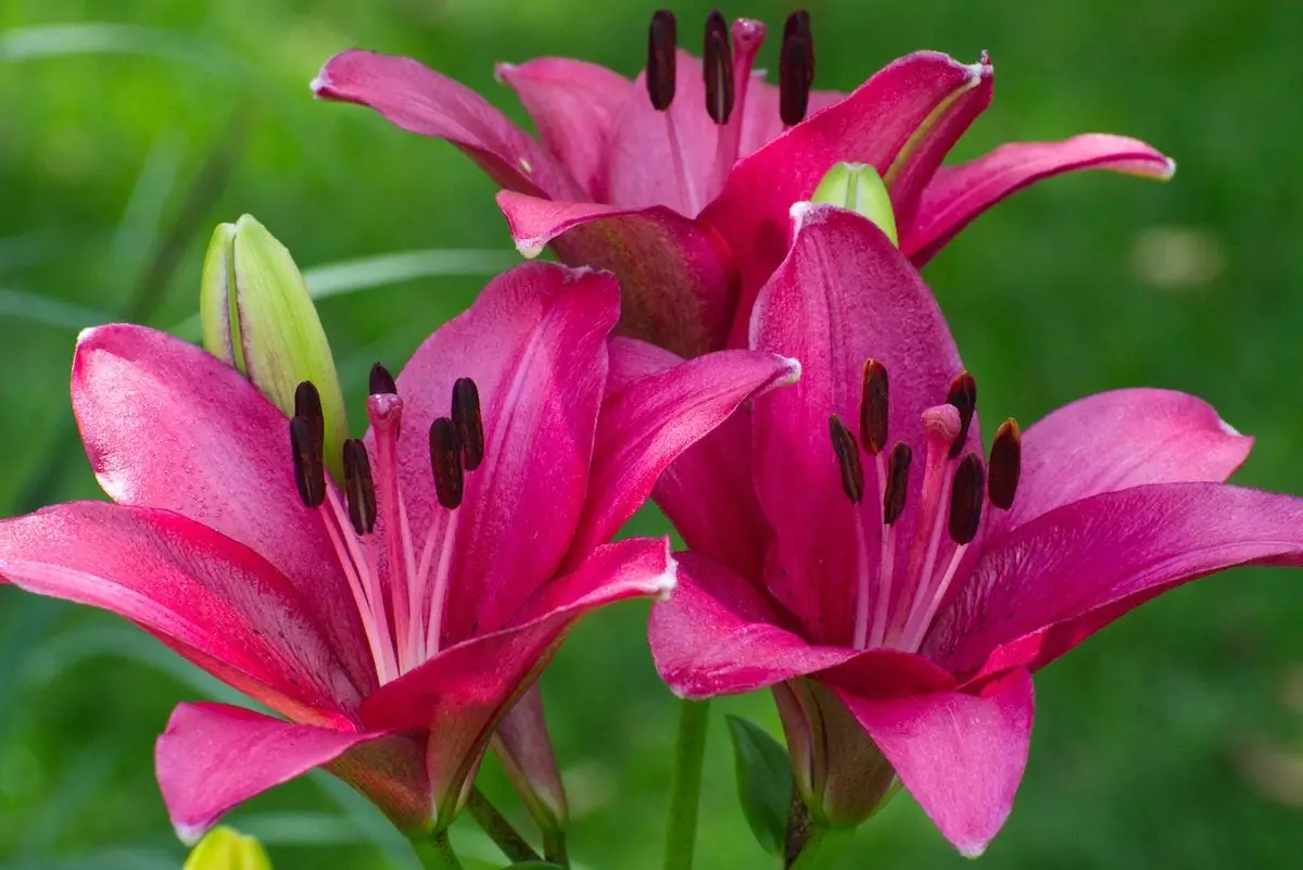 معنای اصلی گل لیلیوم