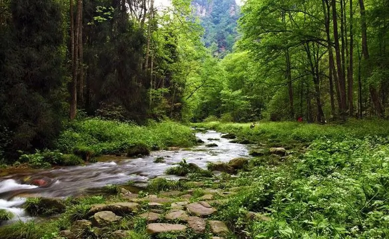 جنگل دالخانی