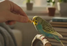 چگونه ترس مرغ عشق را از بین ببریم