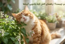 کت نیپ
