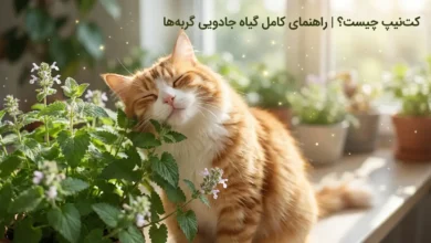کت نیپ