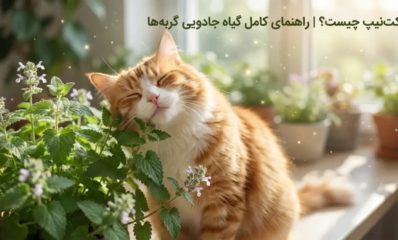 کت نیپ