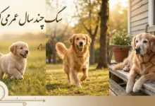 سگ چند سال عمر میکند