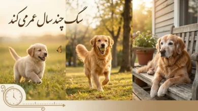 سگ چند سال عمر میکند