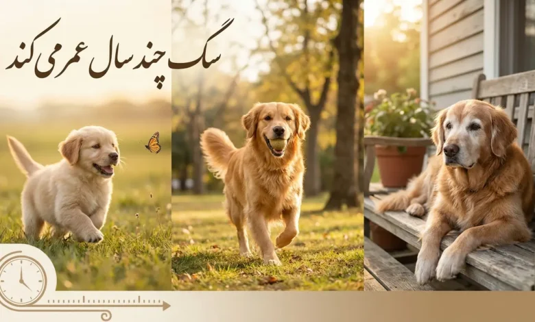 سگ چند سال عمر میکند