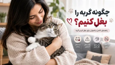 بغل کردن گربه