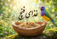 غذای فنچ