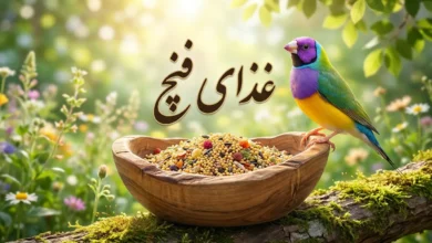 غذای فنچ