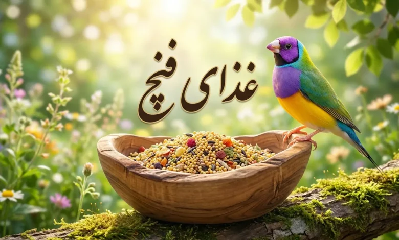غذای فنچ
