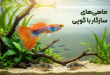 ماهی های سازگار با گوپی