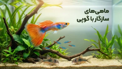 ماهی های سازگار با گوپی