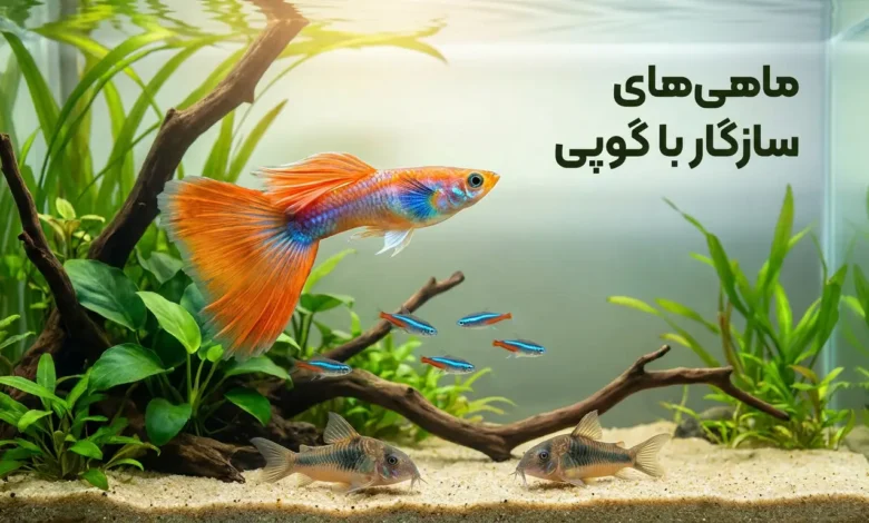 ماهی های سازگار با گوپی