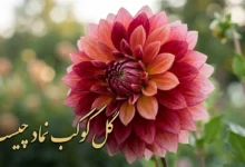 گل کوکب نماد چیست