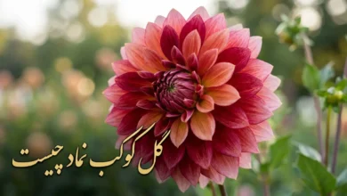 گل کوکب نماد چیست