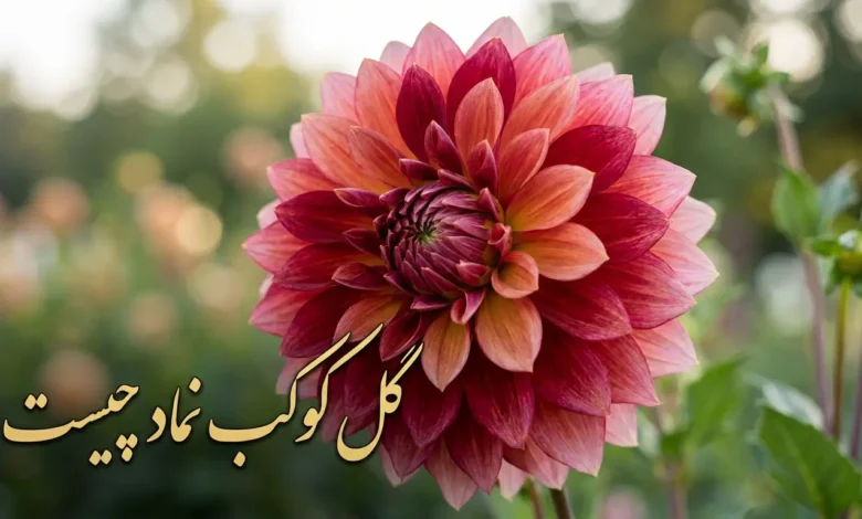 گل کوکب نماد چیست