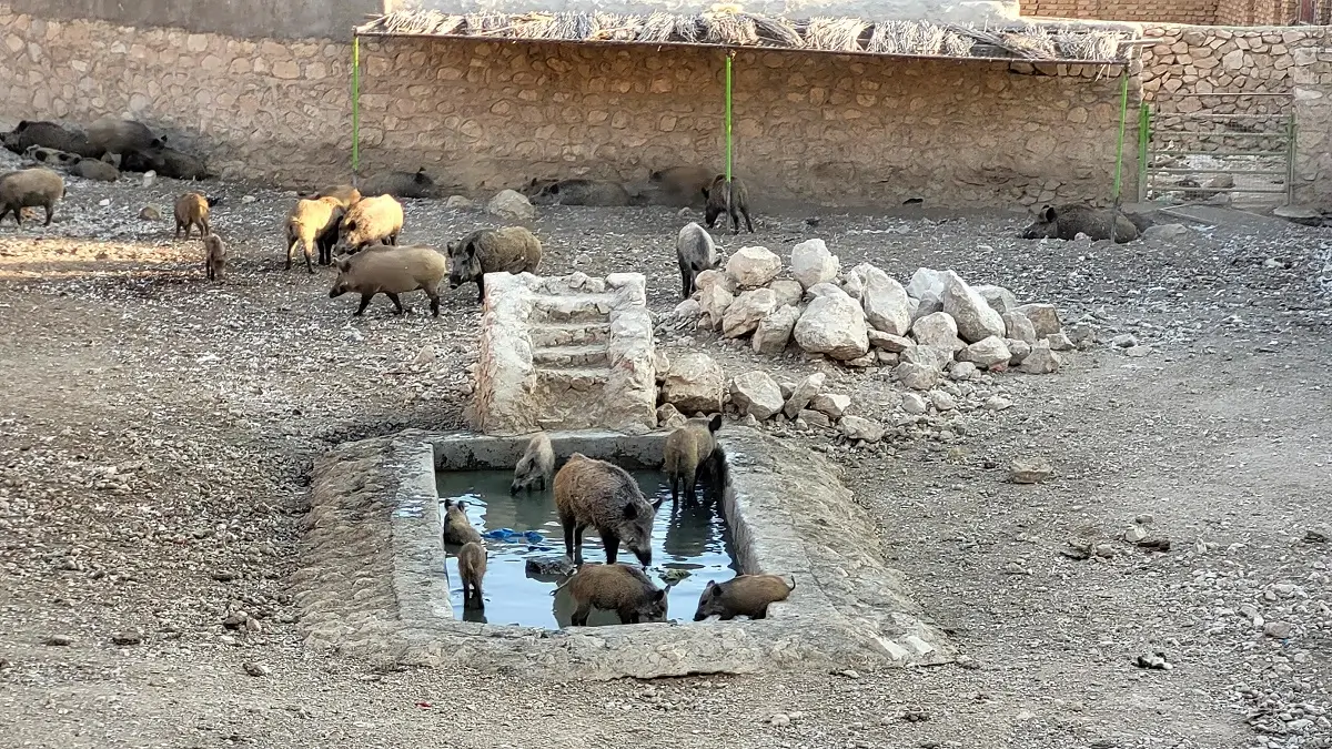 باغ وحش شیراز