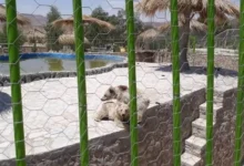 باغ وحش شیراز
