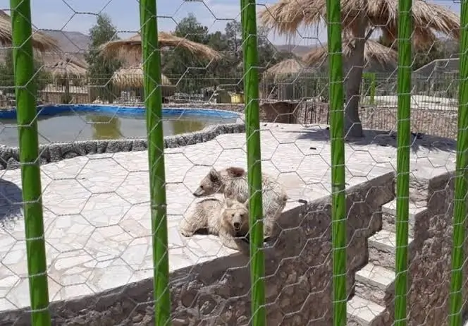 باغ وحش شیراز